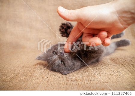The kitten bites his fingers, the cat is played with the hand The kitten bites his fingers, the cat is played with the hand 111237405