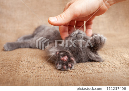 A man scratches a cat, a relaxed kitten is happy with life 111237406