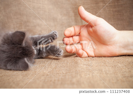 Kitten trusts a man, friendship between cat and man. 111237408