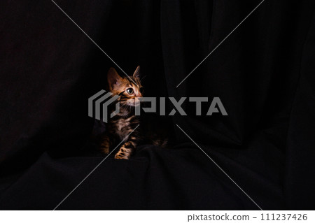 Brown little Bengali leopard tiger kitten on a black background. Brown little Bengali leopard tiger kitten on a black background. 111237426