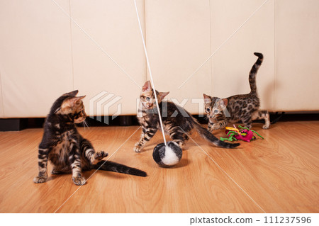 Brown little Bengali leopard tiger kittens play in the apartment 111237596