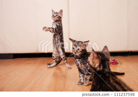 Brown little Bengali leopard tiger kittens play in the apartment 111237598
