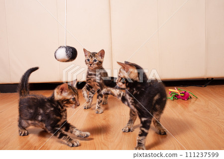 Brown little Bengali leopard tiger kittens play in the apartment 111237599