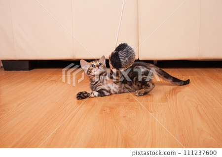 Brown little Bengali leopard tiger kitten play in the apartment Brown little Bengali leopard tiger kitten play in the apartment 111237600