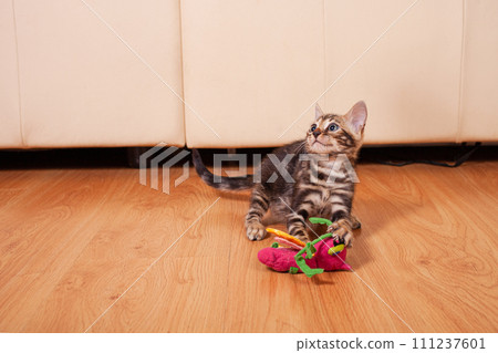 Brown little Bengali leopard tiger kitten play in the apartment 111237601