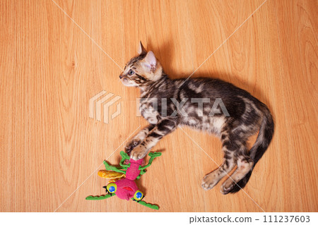 Brown little Bengali leopard tiger kitten play in the apartment 111237603