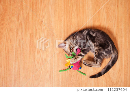 Brown little Bengali leopard tiger kitten play in the apartment 111237604