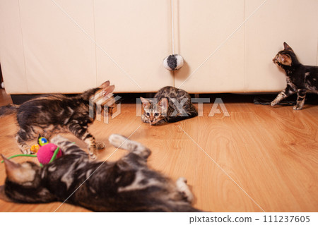 Brown little Bengali leopard tiger kittens play in the apartment 111237605