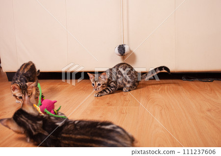 Brown little Bengali leopard tiger kittens play in the apartment Brown little Bengali leopard tiger kittens play in the apartment 111237606