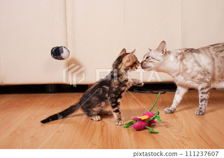 A little brown tiger kitten and his white Bengali mother A little brown tiger kitten and his white Bengali mother 111237607