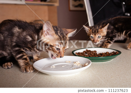 A small brown leopard-beige Bengal kitten sits on a beige bar table 111237623