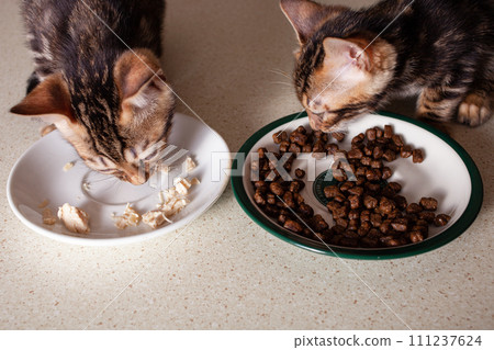 A small brown leopard-beige Bengal kitten sits on a beige bar table A small brown leopard-beige Bengal kitten sits on a beige bar table 111237624