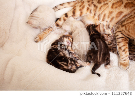 A Bengal leopard cat lies on a beige plaid with small kittens 111237648