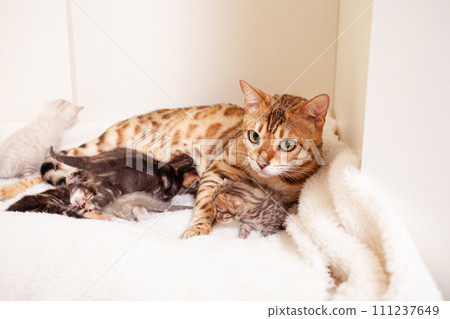 A Bengal leopard cat lies on a beige plaid with small kittens 111237649