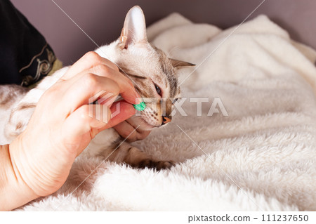 An elderly woman gives a pill a white tiger bengal cat 111237650