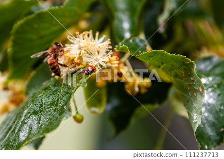 Ladybug creeps on a leaf of a linden tree 111237713