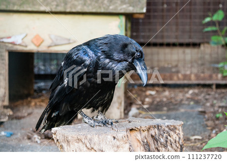 Beautiful black crows sit on a stump Beautiful black crows sit on a stump 111237720
