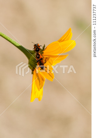 Red insects on a yellow flower 111237737