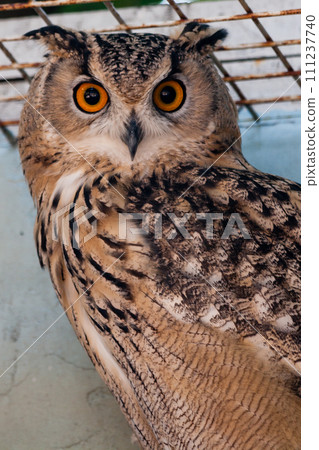 Beautiful owl 111237740