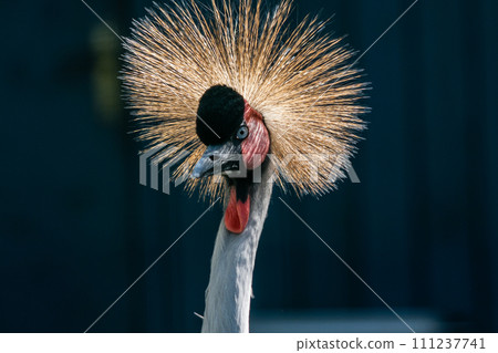 Beautiful crowned crane (Balearica pavonina) 111237741