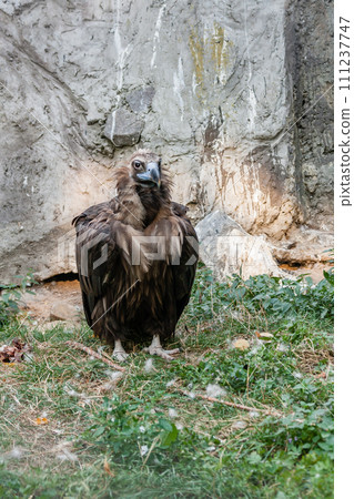 Bird vultures standing on grass Bird vultures standing on grass 111237747