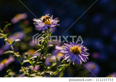 Field flowers on which insects and bees sit close up Field flowers on which insects and bees sit close up 111237753