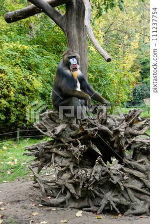 Monkey Mandrill sits on a tree 111237754