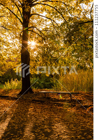 Autumn sunny alley in the leaves, through the trees the sun breaks through Autumn sunny alley in the leaves, through the trees the sun breaks through 111237755