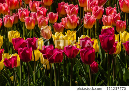 Spring field of colorful tulips 111237770