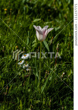 Macro of white tulips on a background of green grass Macro of white tulips on a background of green grass 111237771