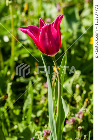 Macro of pink tulips on a background of green grass 111237773