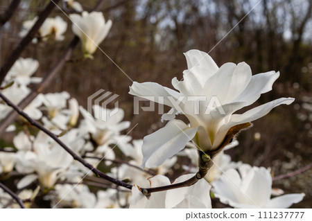 Macro of a beautiful bud of magnolia 111237777