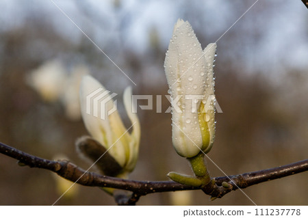 Macro of a beautiful bud of magnolia 111237778