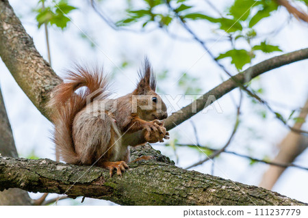 Squirrel sits on a branch and gnaws nuts 111237779