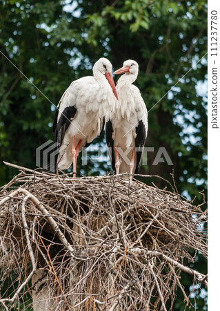 A pair of storks in the nest 111237780