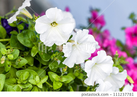 Beautiful petunia flowers with drops of water after a rain 111237781