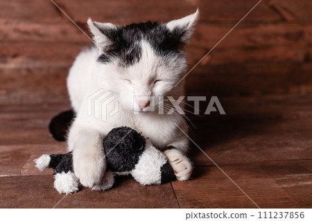 Cat and a plush dog. The cat loves its stuffed toy. 111237856