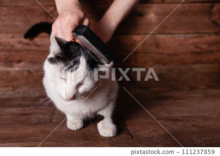 A man combs a black and white cat with a comb for animals. A man combs a black and white cat with a comb for animals. 111237859
