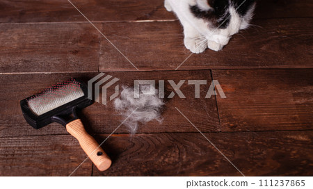 A black and white cat lies on a brown table, all covered in wool. A black and white cat lies on a brown table, all covered in wool. 111237865