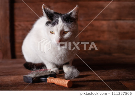 A black and white cat lies on a brown table, all covered in wool. A black and white cat lies on a brown table, all covered in wool. 111237866