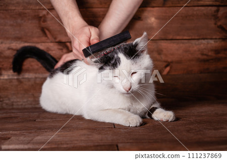 A man combs a black and white cat with a comb for animals. A man combs a black and white cat with a comb for animals. 111237869