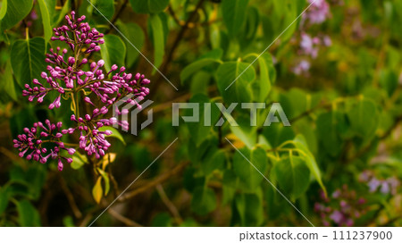 Spring blossom background - abstract floral border of green leaves Spring blossom background - abstract floral border of green leaves 111237900