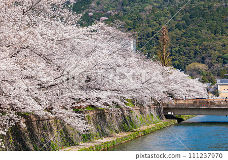 Spring Kyoto canal cherry blossom view Spring Kyoto canal cherry blossom view 111237970