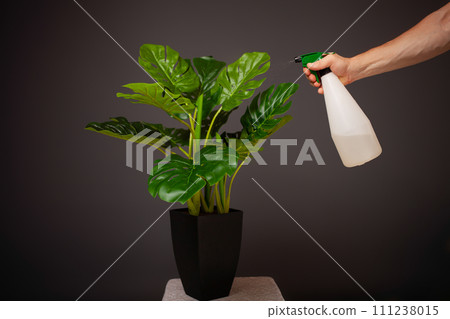 Caring for a houseplant. Monstera deliciosa on a gray background. Watering the flower, taking care of the leaves, spray. The girl sprays the flower from the bullet. Artificial monstera Caring for a houseplant. Monstera deliciosa on a gray background. Watering the flower, taking care of the leaves, spray. The girl sprays the flower from the bullet. Artificial monstera 111238015