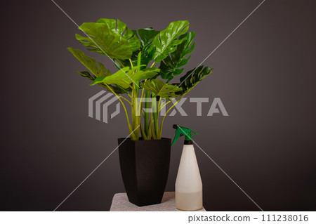 Caring for a houseplant. Monstera deliciosa on a gray background. Watering the flower, taking care of the leaves, spray. Artificial monstera Caring for a houseplant. Monstera deliciosa on a gray background. Watering the flower, taking care of the leaves, spray. Artificial monstera 111238016