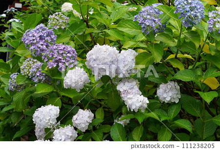 松戶市本堂寺的繡球花 111238205