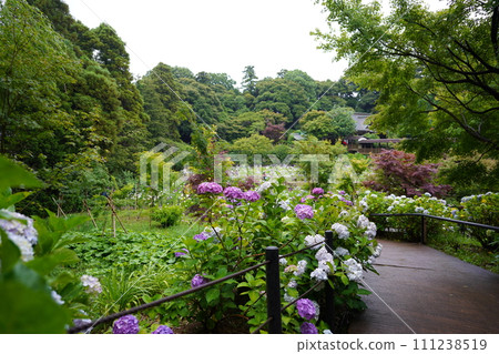 松戶市本堂寺的繡球花 111238519