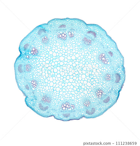 Sunflower stem, cross section, 8X light micrograph. Plant stem of Helianthus annuus, under the light microscope. Two individual shots combined into one overall picture. Isolated on white background. 111238659