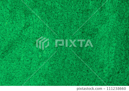 Capsicum peel, whole mount, 20X light micrograph. Surface of bell pepper fruit, under light microscope, stained green, showing the structure of plant cells with cytoplasm, cell walls, and cell nuclei. 111238660
