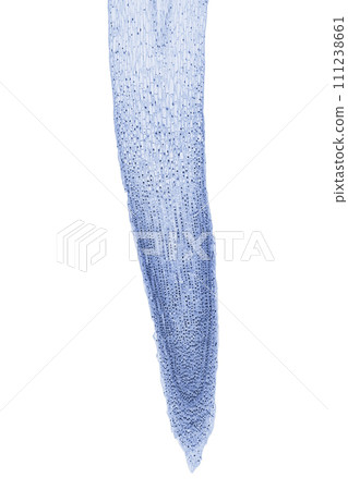Onion root tip, Allium cepa, showing all stages of mitosis, longitudinal section, 20X light micrograph. Lengthwise cut root tip of an onion, stained, under the light microscope, isolated, over white. 111238661